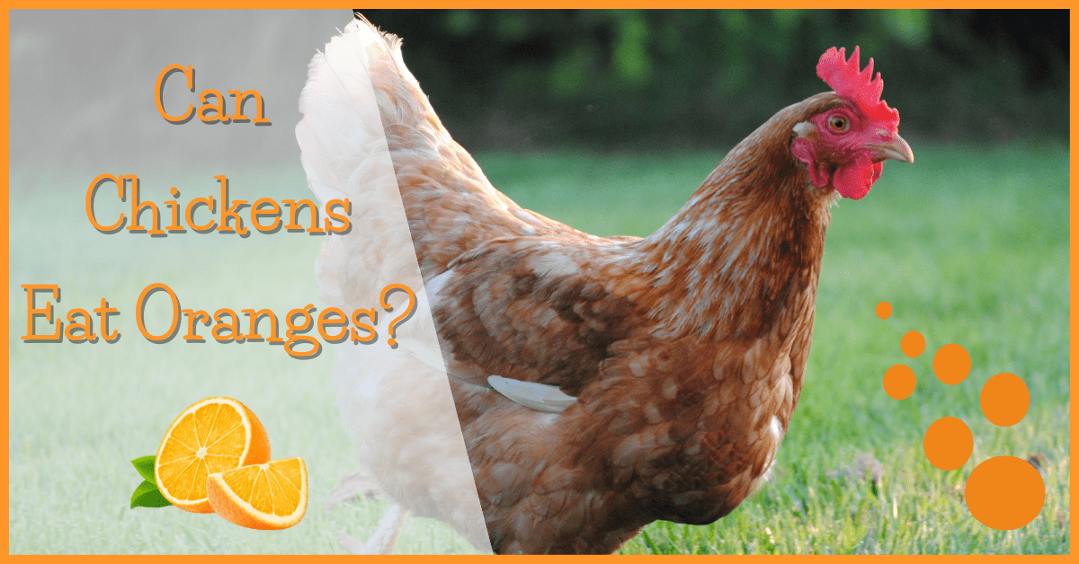 Can Chickens Eat Oranges?