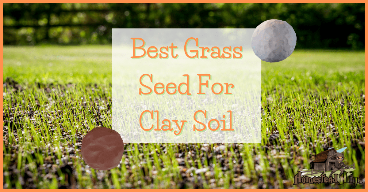 Best Grass Seed For Clay Soil